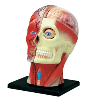 -Учебная модель человеческого тела с торсом, мышцы головы, нервные органы, модель для обучения студентов, модель сборки учебы
