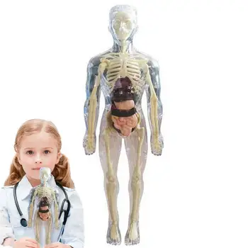 Игрушки Интерактивное Человеческое Тело 3D Модель органа тела Реалистичная Мягкая Модель Анатомии человеческого тела Обучающие Игрушки Съемная Кость органа